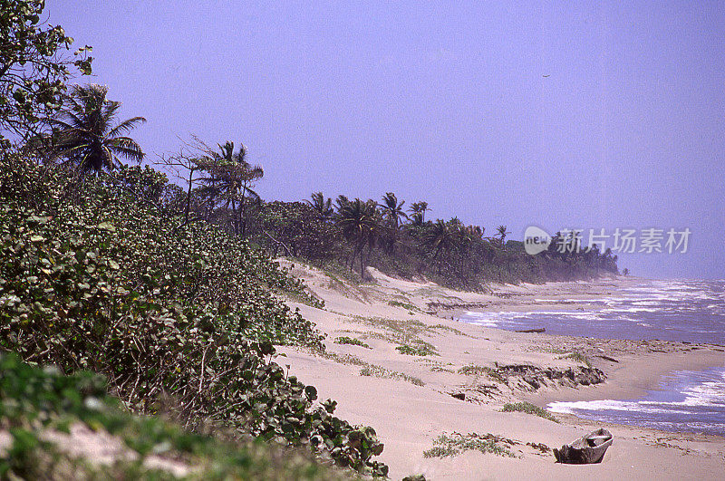 海岸沙丘海滩植被大西洋海岸Puerto Castilla洪都拉斯